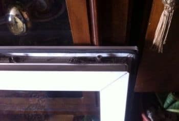 Before image